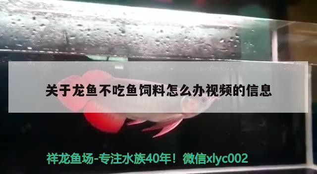 <strong><mark>清新</mark></strong>縣三坑鎮三豐觀賞魚養殖場