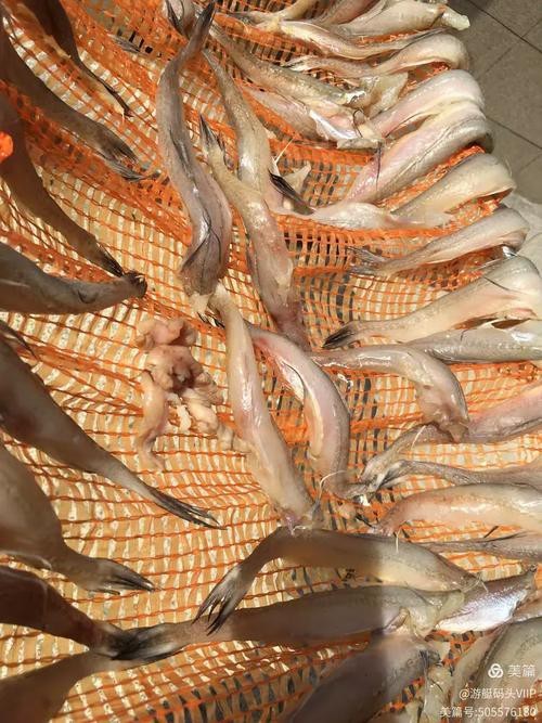 東海小龍魚圖片高清大全