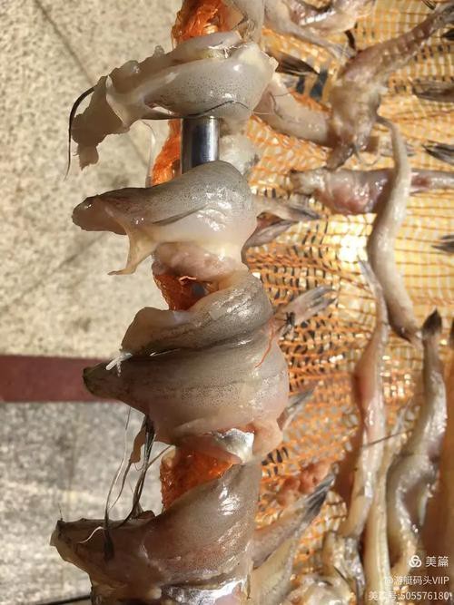 東海小龍魚圖片高清大全
