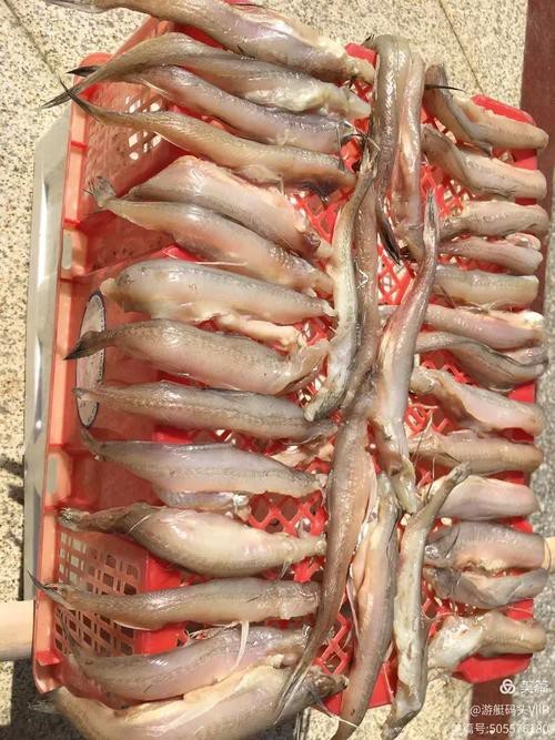 東海小龍魚圖片高清大全
