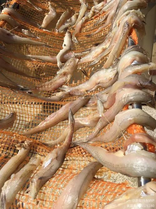 東海小龍魚圖片高清大全