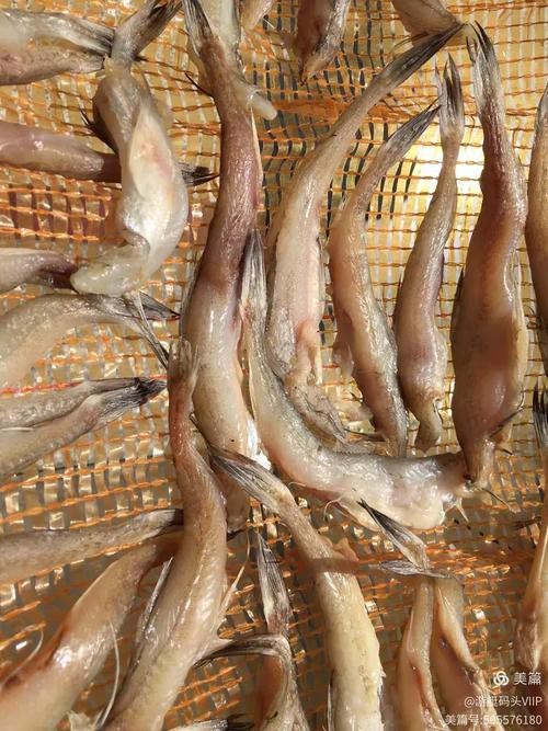東海小龍魚圖片高清大全