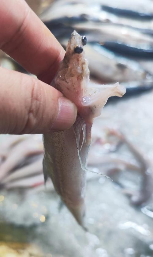 東海小龍魚圖片高清大全