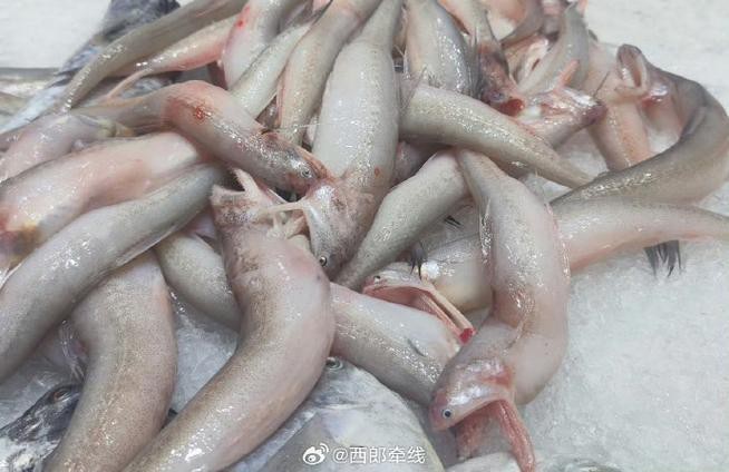 東海小龍魚圖片高清大全