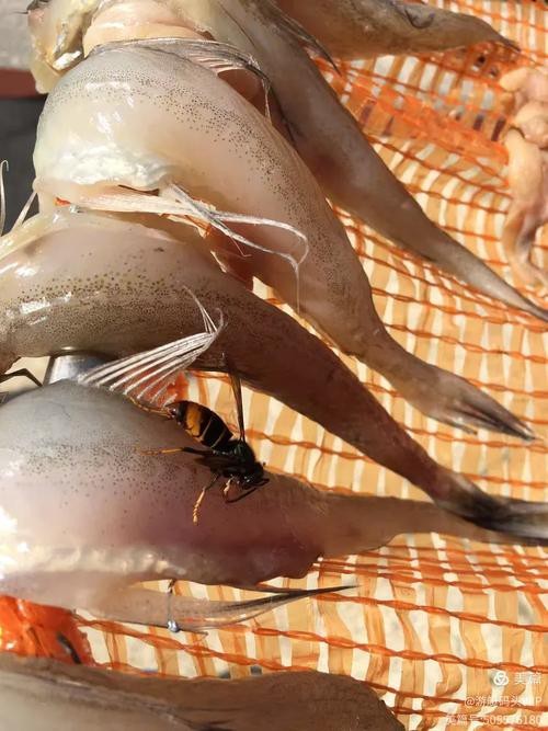 東海小龍魚圖片高清大全