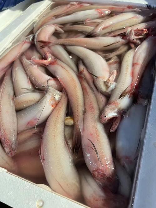 東海小龍魚圖片高清大全