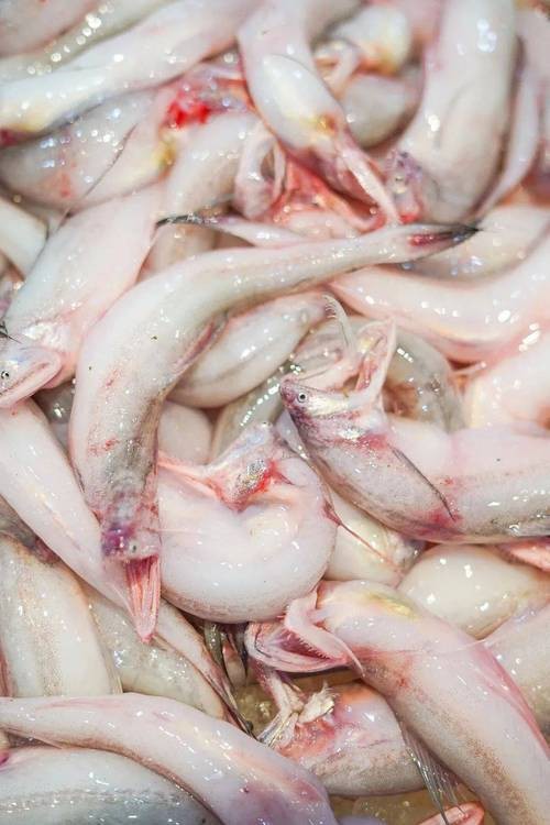 東海小龍魚圖片高清大全