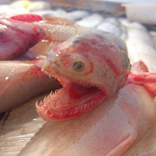 東海小龍魚圖片高清大全