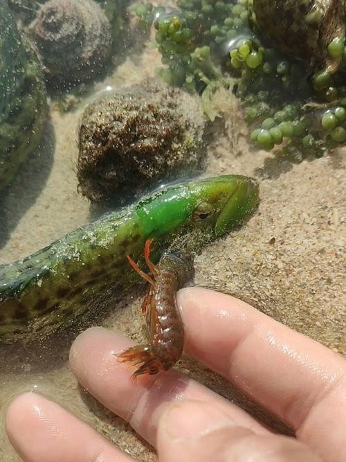 東海小龍魚圖片高清大全