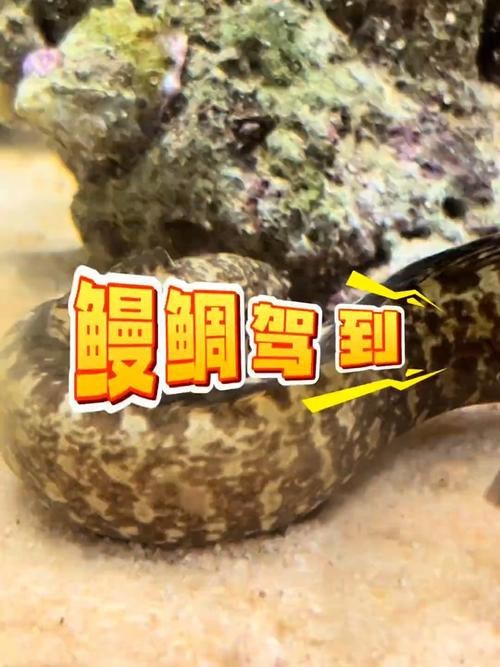 東海小龍魚圖片高清大全