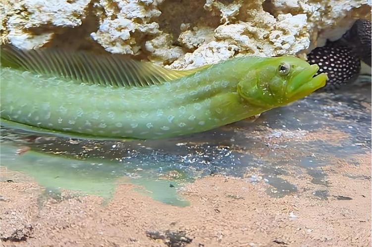 東海小龍魚圖片高清大全