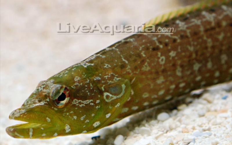 東海小龍魚圖片高清大全