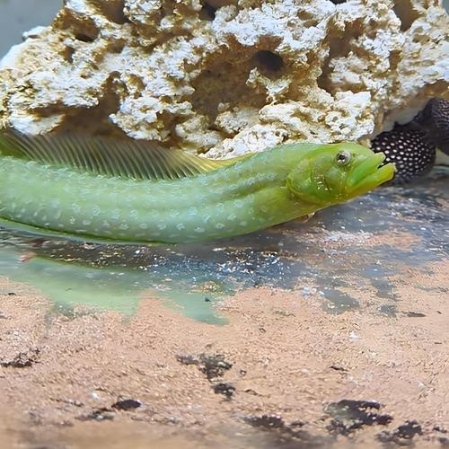 東海小龍魚圖片高清大全