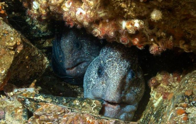 東海小龍魚圖片高清大全