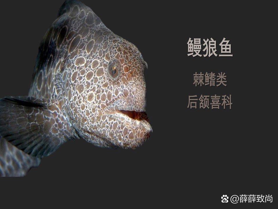 東海小龍魚圖片高清大全