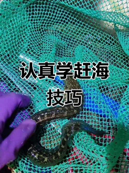 東海小龍魚圖片高清大全