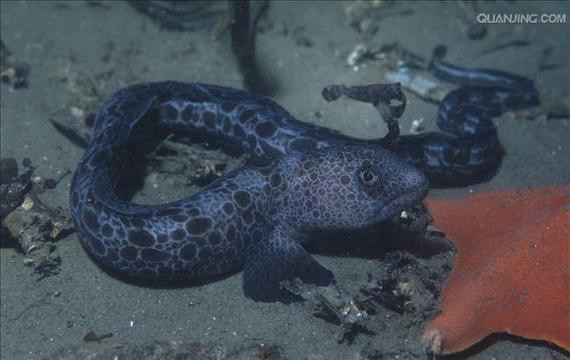 東海小龍魚圖片高清大全