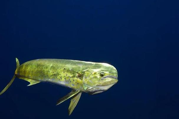 東海小龍魚圖片高清大全