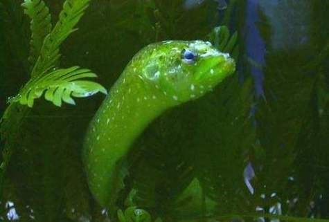 東海小龍魚圖片高清大全