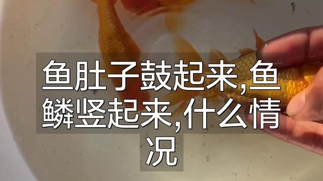 龍魚腹凸不退最佳解決方法