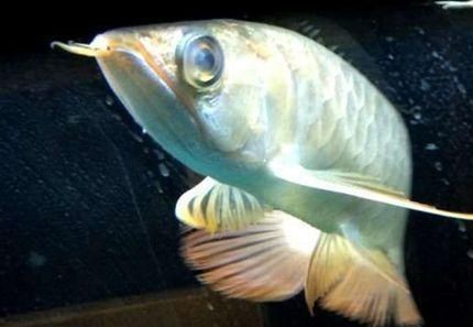 龍魚(yú)蒙眼不吃食怎么辦（龍魚(yú)蒙眼不吃食是一個(gè)常見(jiàn)的問(wèn)題并采取相應(yīng)對(duì)策略）
