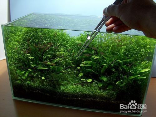 如何保持魚缸環境穩定：如何保持魚缸環境的穩定 如何保持魚缸環境穩定：如何保持魚缸環境的穩定 魚缸百科 第3張
