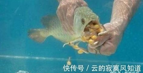 金龍魚產卵嗎：男子拍下金龍魚產卵過程，雄魚卻把卵全給吞了