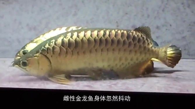 金龍魚產卵嗎：男子拍下金龍魚產卵過程，雄魚卻把卵全給吞了
