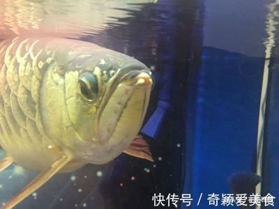 金龍魚產卵嗎：男子拍下金龍魚產卵過程，雄魚卻把卵全給吞了