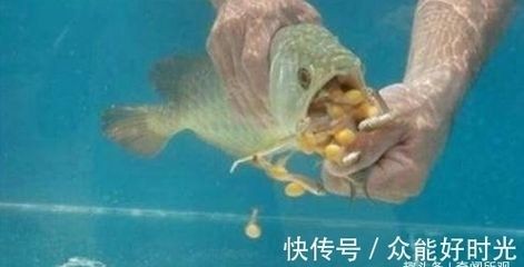 金龍魚產卵嗎：男子拍下金龍魚產卵過程，雄魚卻把卵全給吞了