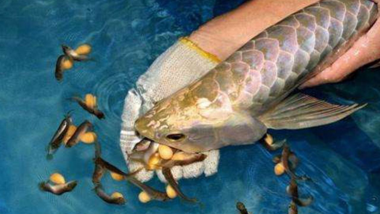 金龍魚產卵嗎：男子拍下金龍魚產卵過程，雄魚卻把卵全給吞了