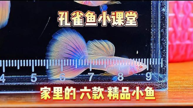 孔雀龍魚需要多大的魚缸 孔雀龍魚需要多大的魚缸 龍魚百科 第2張