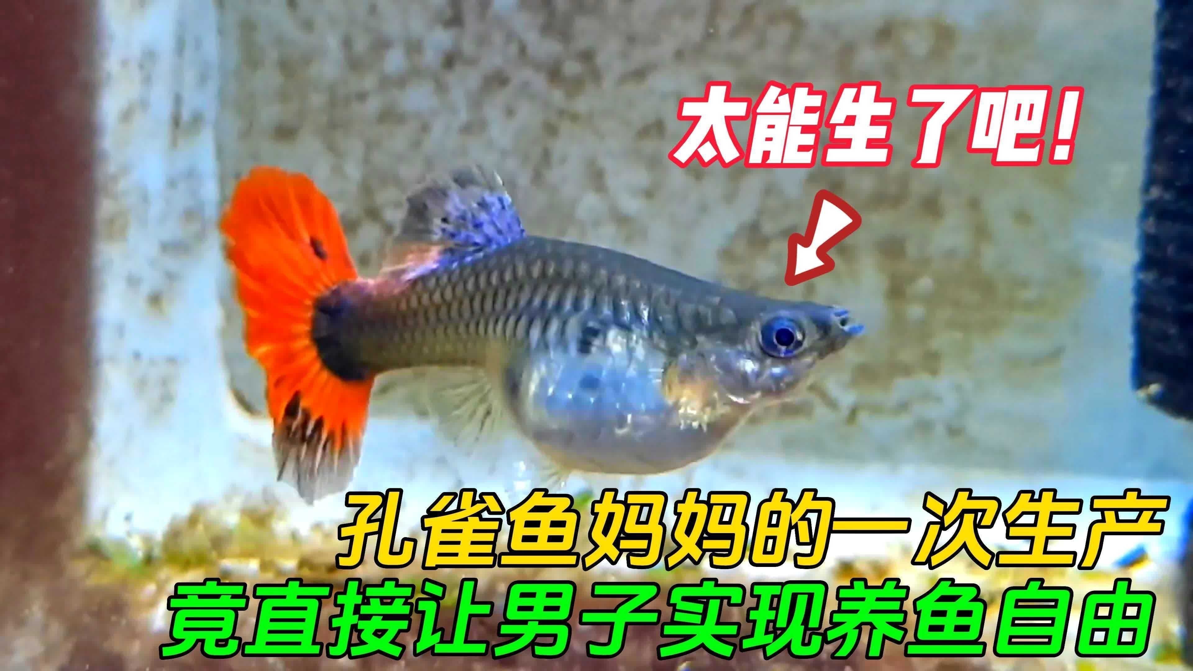 孔雀龍魚需要多大的魚缸 孔雀龍魚需要多大的魚缸 龍魚百科 第3張