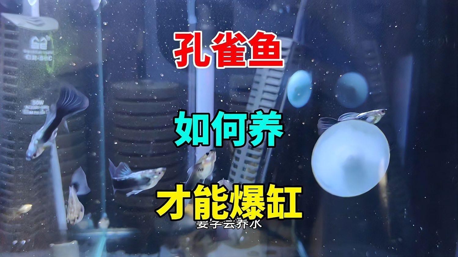 孔雀龍魚需要多大的魚缸 孔雀龍魚需要多大的魚缸 龍魚百科 第5張