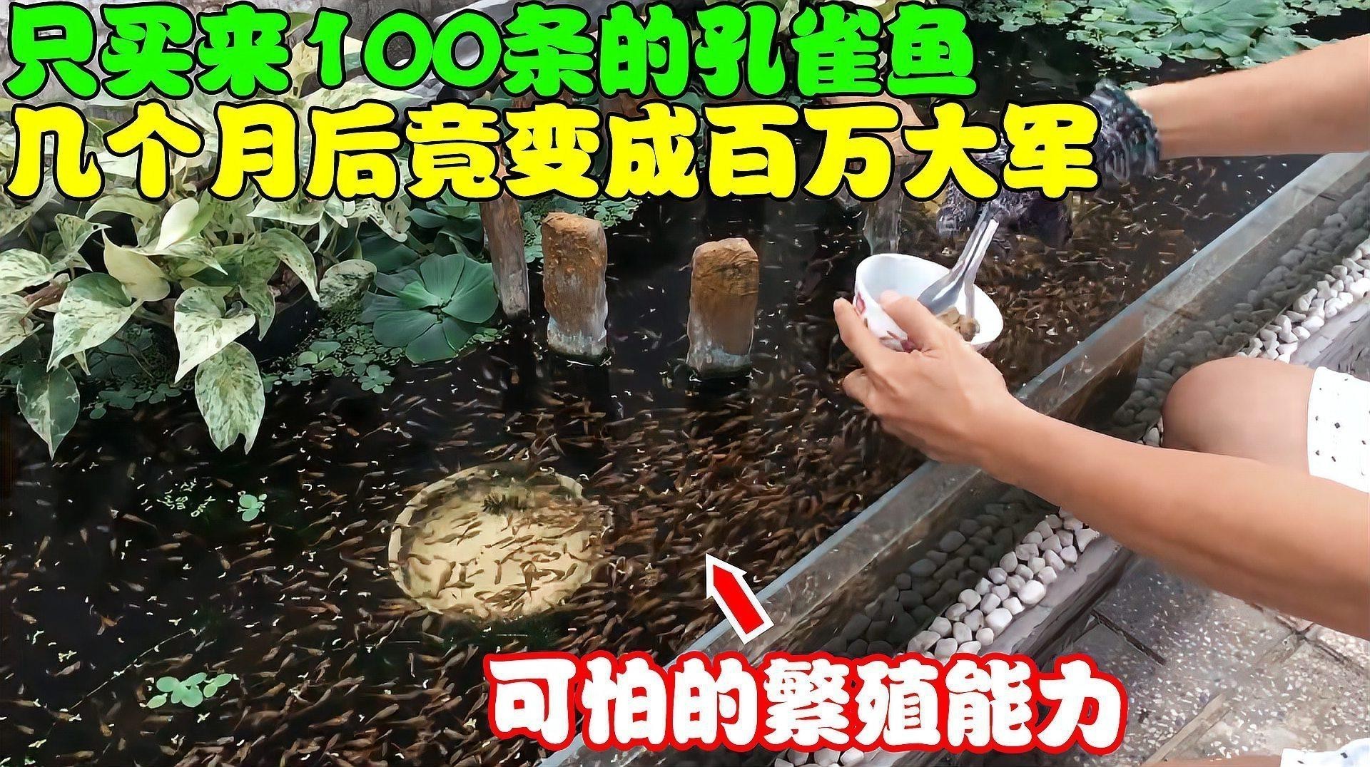 孔雀龍魚需要多大的魚缸 孔雀龍魚需要多大的魚缸 龍魚百科 第4張