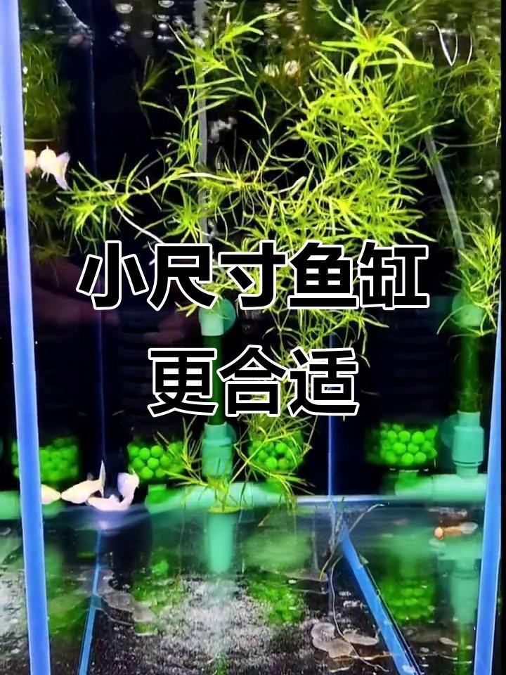 孔雀龍魚需要多大的魚缸 孔雀龍魚需要多大的魚缸 龍魚百科 第7張