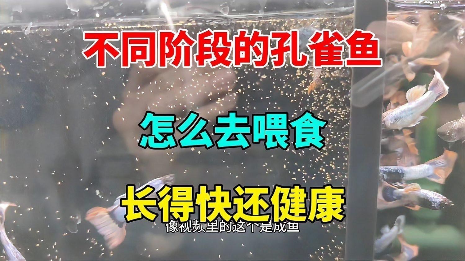 孔雀龍魚需要多大的魚缸 孔雀龍魚需要多大的魚缸 龍魚百科 第6張