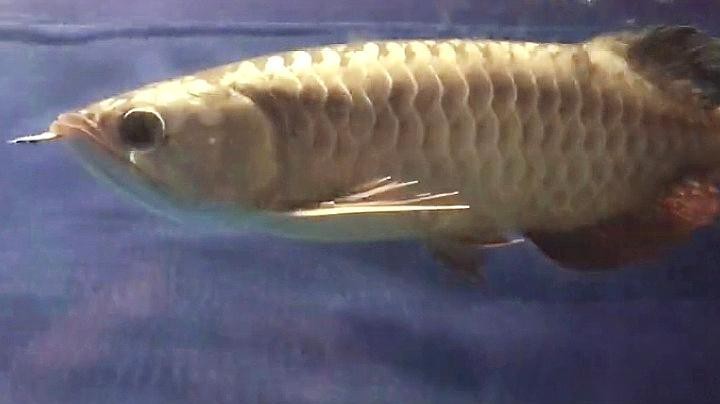如何辨別金底龍魚是否泡藥？ 如何辨別金底龍魚是否泡藥？ 龍魚百科 第2張
