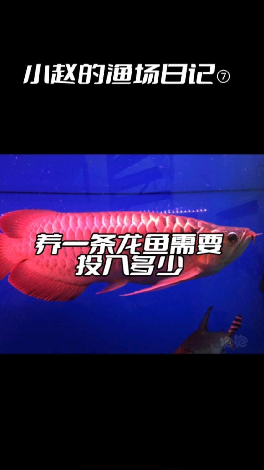 龍魚飼養需要哪些專用設備？
