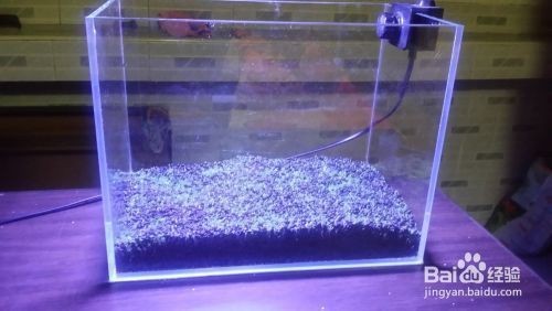 瑪麗魚缸里能放水草嗎：瑪麗魚缸里放水草對瑪麗魚的影響，魚缸水草選擇指南
