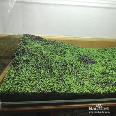 瑪麗魚缸里能放水草嗎：瑪麗魚缸里放水草對瑪麗魚的影響，魚缸水草選擇指南