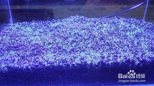 瑪麗魚缸里能放水草嗎：瑪麗魚缸里放水草對瑪麗魚的影響，魚缸水草選擇指南