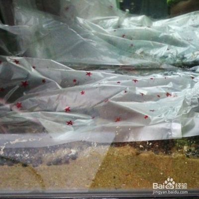 瑪麗魚缸里能放水草嗎：瑪麗魚缸里放水草對瑪麗魚的影響，魚缸水草選擇指南