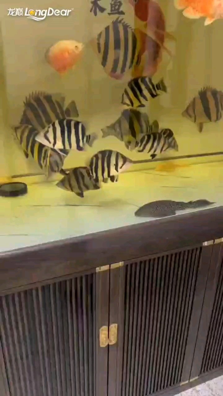 轉發813 轉發813 龍魚論壇
