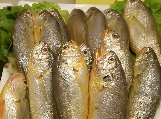青島什么魚排名前十