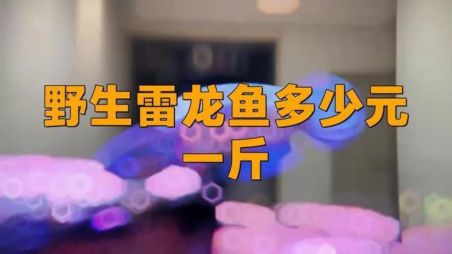 野生雷龍魚的價格是多少？