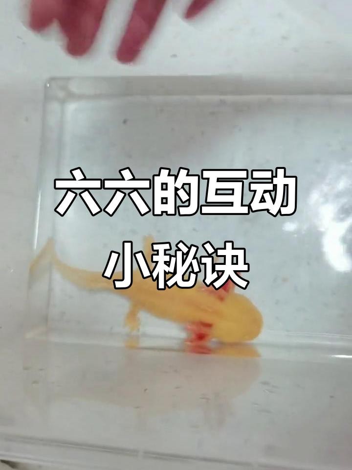 如何正確撫摸六角恐龍魚？