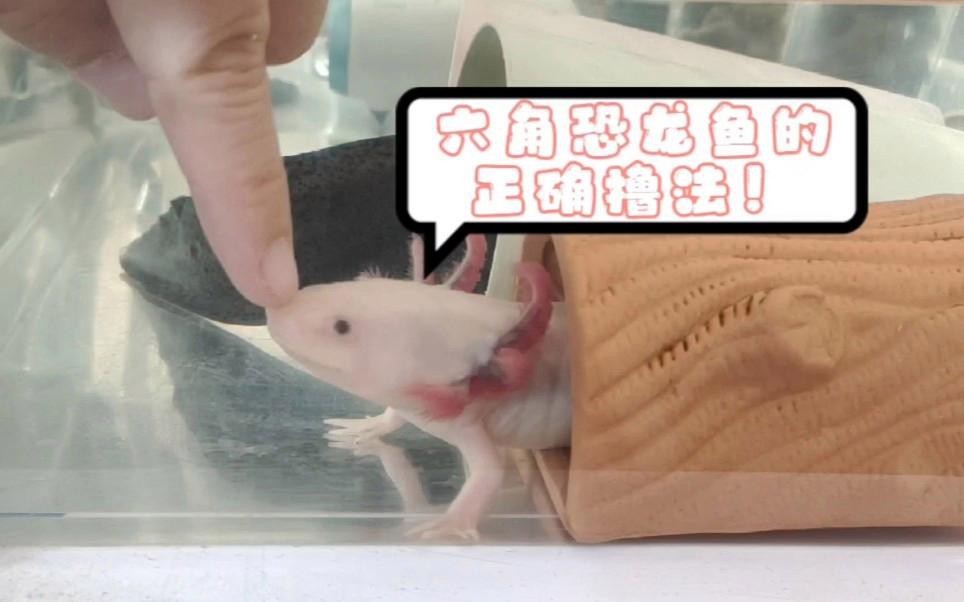 如何正確撫摸六角恐龍魚？