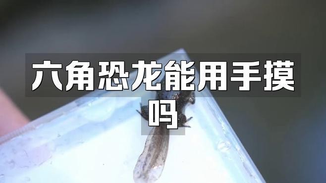 如何正確撫摸六角恐龍魚？