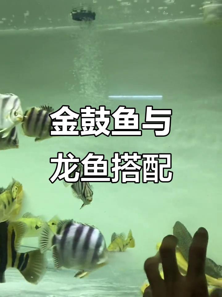 非洲金鼓魚和哪些龍魚品種混養最佳？